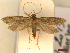  ( - CLV44587)  @11 [ ] CreativeCommons  Attribution Non-Commercial Share-Alike (2023) Carlos Lopez Vaamonde Institut National de la Recherche Agronomique, Zoologie Forestiere