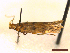  ( - CLV44625)  @11 [ ] CreativeCommons  Attribution Non-Commercial Share-Alike (2023) Carlos Lopez Vaamonde Institut National de la Recherche Agronomique, Zoologie Forestiere