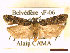  ( - CLV44634)  @11 [ ] CreativeCommons  Attribution Non-Commercial Share-Alike (2023) Carlos Lopez Vaamonde Institut National de la Recherche Agronomique, Zoologie Forestiere