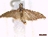  ( - CLV44670)  @11 [ ] CreativeCommons  Attribution Non-Commercial Share-Alike (2024) Carlos Lopez Vaamonde Institut National de la Recherche Agronomique, Zoologie Forestiere