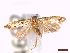  ( - CLV44692)  @11 [ ] CreativeCommons  Attribution Non-Commercial Share-Alike (2046) Carlos Lopez Vaamonde Institut National de la Recherche Agronomique, Zoologie Forestiere