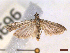  ( - CLV44696)  @11 [ ] CreativeCommons  Attribution Non-Commercial Share-Alike (2050) Carlos Lopez Vaamonde Institut National de la Recherche Agronomique, Zoologie Forestiere