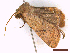  ( - CLV44723)  @11 [ ] CreativeCommons  Attribution Non-Commercial Share-Alike (2022) Carlos Lopez Vaamonde Institut National de la Recherche Agronomique, Zoologie Forestiere