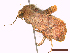  ( - CLV44749)  @11 [ ] CreativeCommons  Attribution Non-Commercial Share-Alike (2022) Carlos Lopez Vaamonde Institut National de la Recherche Agronomique, Zoologie Forestiere