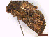  ( - CLV44758)  @11 [ ] CreativeCommons  Attribution Non-Commercial Share-Alike (2022) Carlos Lopez Vaamonde Institut National de la Recherche Agronomique, Zoologie Forestiere