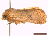  ( - CLV44796)  @11 [ ] CreativeCommons  Attribution Non-Commercial Share-Alike (2022) Carlos Lopez Vaamonde Institut National de la Recherche Agronomique, Zoologie Forestiere
