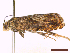  ( - CLV44961)  @11 [ ] CreativeCommons  Attribution Non-Commercial Share-Alike (2022) Carlos Lopez Vaamonde Institut National de la Recherche Agronomique, Zoologie Forestiere
