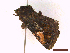  ( - CLV45096)  @11 [ ] CreativeCommons  Attribution Non-Commercial Share-Alike (2022) Carlos Lopez Vaamonde Institut National de la Recherche Agronomique, Zoologie Forestiere
