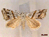  ( - CLV45181)  @11 [ ] CreativeCommons  Attribution Non-Commercial Share-Alike (2022) Carlos Lopez Vaamonde Institut National de la Recherche Agronomique, Zoologie Forestiere