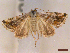  ( - CLV45185)  @11 [ ] CreativeCommons  Attribution Non-Commercial Share-Alike (2022) Carlos Lopez Vaamonde Institut National de la Recherche Agronomique, Zoologie Forestiere