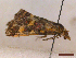  ( - CLV45227)  @11 [ ] CreativeCommons  Attribution Non-Commercial Share-Alike (2022) Carlos Lopez Vaamonde Institut National de la Recherche Agronomique, Zoologie Forestiere