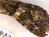 ( - CLV45241)  @11 [ ] CreativeCommons  Attribution Non-Commercial Share-Alike (2022) Carlos Lopez Vaamonde Institut National de la Recherche Agronomique, Zoologie Forestiere