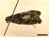  ( - CLV45261)  @11 [ ] CreativeCommons  Attribution Non-Commercial Share-Alike (2022) Carlos Lopez Vaamonde Institut National de la Recherche Agronomique, Zoologie Forestiere
