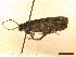  ( - CLV45262)  @11 [ ] CreativeCommons  Attribution Non-Commercial Share-Alike (2022) Carlos Lopez Vaamonde Institut National de la Recherche Agronomique, Zoologie Forestiere