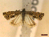  ( - CLV45266)  @11 [ ] CreativeCommons  Attribution Non-Commercial Share-Alike (2022) Carlos Lopez Vaamonde Institut National de la Recherche Agronomique, Zoologie Forestiere