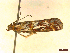  ( - CLV45292)  @11 [ ] CreativeCommons  Attribution Non-Commercial Share-Alike (2022) Carlos Lopez Vaamonde Institut National de la Recherche Agronomique, Zoologie Forestiere
