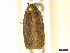  ( - CLV45296)  @11 [ ] CreativeCommons  Attribution Non-Commercial Share-Alike (2022) Carlos Lopez Vaamonde Institut National de la Recherche Agronomique, Zoologie Forestiere