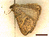  ( - CLV45353)  @11 [ ] CreativeCommons  Attribution Non-Commercial Share-Alike (2022) Carlos Lopez Vaamonde Institut National de la Recherche Agronomique, Zoologie Forestiere