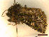  ( - CLV45358)  @11 [ ] CreativeCommons  Attribution Non-Commercial Share-Alike (2022) Carlos Lopez Vaamonde Institut National de la Recherche Agronomique, Zoologie Forestiere