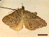  ( - CLV45360)  @11 [ ] CreativeCommons  Attribution Non-Commercial Share-Alike (2022) Carlos Lopez Vaamonde Institut National de la Recherche Agronomique, Zoologie Forestiere