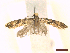  ( - CLV45579)  @11 [ ] CreativeCommons  Attribution Non-Commercial Share-Alike (2022) Carlos Lopez Vaamonde Institut National de la Recherche Agronomique, Zoologie Forestiere