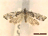  ( - CLV45603)  @11 [ ] CreativeCommons  Attribution Non-Commercial Share-Alike (2022) Carlos Lopez Vaamonde Institut National de la Recherche Agronomique, Zoologie Forestiere