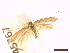  (Nematopogon swammerdamellus - CLV45767)  @11 [ ] CreativeCommons  Attribution Non-Commercial Share-Alike (2023) Carlos Lopez Vaamonde Institut National de la Recherche Agronomique, Zoologie Forestiere