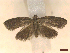  ( - CLV45953)  @11 [ ] CreativeCommons  Attribution Non-Commercial Share-Alike (2023) Carlos Lopez-Vaamonde Museum National d'Histoire Naturelle, Paris