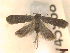  ( - CLV45968)  @11 [ ] CreativeCommons  Attribution Non-Commercial Share-Alike (2023) Carlos Lopez-Vaamonde Museum National d'Histoire Naturelle, Paris