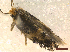  ( - CLV46157)  @11 [ ] CreativeCommons  Attribution Non-Commercial Share-Alike (2023) Carlos Lopez-Vaamonde Museum National d'Histoire Naturelle, Paris
