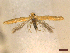  ( - CLV46161)  @11 [ ] CreativeCommons  Attribution Non-Commercial Share-Alike (2023) Carlos Lopez-Vaamonde Museum National d'Histoire Naturelle, Paris
