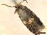  ( - CLV46164)  @11 [ ] CreativeCommons  Attribution Non-Commercial Share-Alike (2023) Carlos Lopez-Vaamonde Museum National d'Histoire Naturelle, Paris