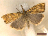  ( - CLV46208)  @11 [ ] CreativeCommons  Attribution Non-Commercial Share-Alike (2023) Carlos Lopez-Vaamonde Museum National d'Histoire Naturelle, Paris