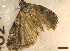  ( - CLV46216)  @11 [ ] CreativeCommons  Attribution Non-Commercial Share-Alike (2023) Carlos Lopez-Vaamonde Museum National d'Histoire Naturelle, Paris