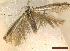  ( - CLV46263)  @11 [ ] CreativeCommons  Attribution Non-Commercial Share-Alike (2023) Carlos Lopez-Vaamonde Museum National d'Histoire Naturelle, Paris