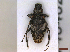  ( - CLV46462)  @11 [ ] CreativeCommons  Attribution Non-Commercial Share-Alike (2023) Carlos Lopez-Vaamonde Museum National d'Histoire Naturelle, Paris