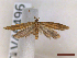  ( - CLV46496)  @11 [ ] CreativeCommons  Attribution Non-Commercial Share-Alike (2023) Carlos Lopez-Vaamonde Museum National d'Histoire Naturelle, Paris