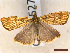  ( - CLV46527)  @11 [ ] CreativeCommons  Attribution Non-Commercial Share-Alike (2023) Carlos Lopez-Vaamonde Museum National d'Histoire Naturelle, Paris