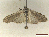 ( - CLV46699)  @11 [ ] CreativeCommons  Attribution Non-Commercial Share-Alike (2022) Carlos Lopez Vaamonde Institut National de la Recherche Agronomique, Zoologie Forestiere