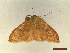  ( - CLV46762)  @11 [ ] CreativeCommons  Attribution Non-Commercial Share-Alike (2022) Carlos Lopez Vaamonde Institut National de la Recherche Agronomique, Zoologie Forestiere