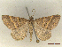 ( - CLV46803)  @11 [ ] CreativeCommons  Attribution Non-Commercial Share-Alike (2022) Carlos Lopez Vaamonde Institut National de la Recherche Agronomique, Zoologie Forestiere