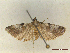  ( - CLV46813)  @11 [ ] CreativeCommons  Attribution Non-Commercial Share-Alike (2022) Carlos Lopez Vaamonde Institut National de la Recherche Agronomique, Zoologie Forestiere