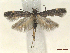  ( - CLV46830)  @11 [ ] CreativeCommons  Attribution Non-Commercial Share-Alike (2022) Carlos Lopez Vaamonde Institut National de la Recherche Agronomique, Zoologie Forestiere