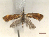  ( - CLV47036)  @11 [ ] CreativeCommons  Attribution Non-Commercial Share-Alike (2022) Carlos Lopez Vaamonde Institut National de la Recherche Agronomique, Zoologie Forestiere