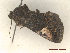  ( - CLV47307)  @11 [ ] CreativeCommons  Attribution Non-Commercial Share-Alike (2022) Carlos Lopez Vaamonde Institut National de la Recherche Agronomique, Zoologie Forestiere
