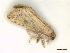  ( - CLV47903)  @11 [ ] CreativeCommons  Attribution Non-Commercial Share-Alike (2022) Carlos Lopez Vaamonde Institut National de la Recherche Agronomique, Zoologie Forestiere