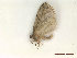 ( - CLV47906)  @11 [ ] CreativeCommons  Attribution Non-Commercial Share-Alike (2022) Carlos Lopez Vaamonde Institut National de la Recherche Agronomique, Zoologie Forestiere