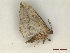  ( - CLV47919)  @11 [ ] CreativeCommons  Attribution Non-Commercial Share-Alike (2022) Carlos Lopez Vaamonde Institut National de la Recherche Agronomique, Zoologie Forestiere