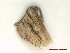  ( - CLV47928)  @11 [ ] CreativeCommons  Attribution Non-Commercial Share-Alike (2022) Carlos Lopez Vaamonde Institut National de la Recherche Agronomique, Zoologie Forestiere