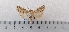  ( - CLV49323)  @11 [ ] CreativeCommons  Attribution Non-Commercial Share-Alike (2024) Carlos Lopez Vaamonde Institut National de la Recherche Agronomique, Zoologie Forestiere